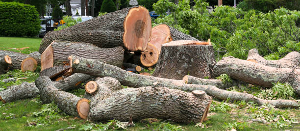 Best Fruit Tree Pruning  in Woodstock, VA