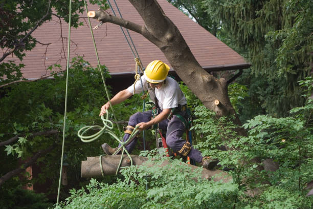 Best Tree Trimming and Pruning  in Woodstock, VA